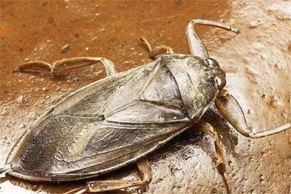 世界上最负责任的昆虫是什么 田鳖（抚养孩子长大才放手）832 / 作者:UFO爱好者 / 帖子ID:95097
