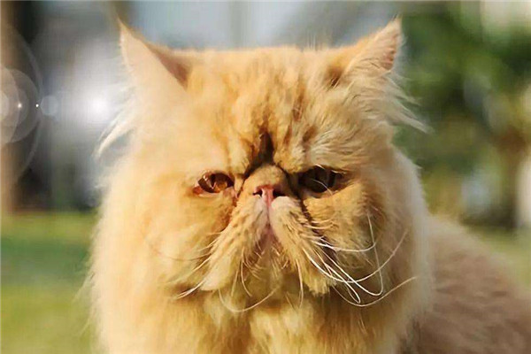 世界上最漂亮的猫是什么 波斯猫（长相可爱叫声甜美）256 / 作者:UFO爱好者 / 帖子ID:95128