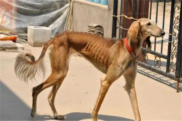 细犬为什么被禁养 细犬被禁养的原因是什么58 / 作者:UFO爱好者 / 帖子ID:81213
