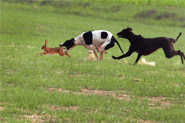 细犬为什么被禁养 细犬被禁养的原因是什么165 / 作者:UFO爱好者 / 帖子ID:81213