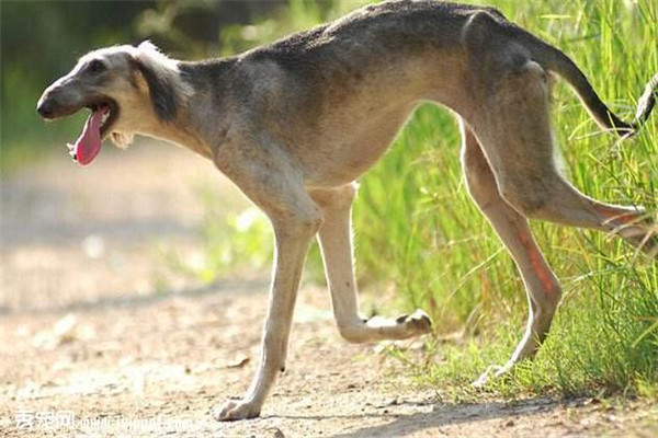细犬为什么被禁养 细犬被禁养的原因是什么46 / 作者:UFO爱好者 / 帖子ID:81213