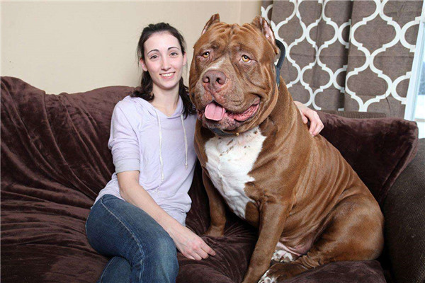 比特犬血统排名前五名 鳄鱼比特犬的咬痕力强超恐怖261 / 作者:UFO爱好者 / 帖子ID:93819