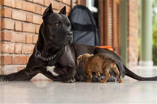 比特犬血统排名前五名 鳄鱼比特犬的咬痕力强超恐怖366 / 作者:UFO爱好者 / 帖子ID:93819