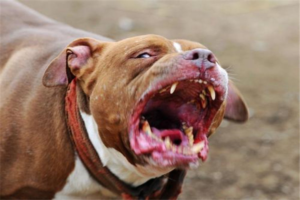 比特犬血统排名前五名 鳄鱼比特犬的咬痕力强超恐怖978 / 作者:UFO爱好者 / 帖子ID:93819
