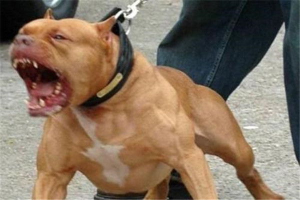 尖嘴小头比特犬 比特犬的性格特点是什么（凶猛的烈犬）677 / 作者:UFO爱好者 / 帖子ID:102300