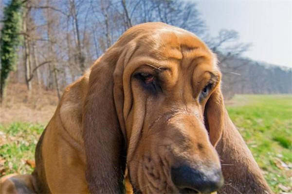 十大嗅觉猎犬排名 比利时的马林诺斯犬嗅觉非常灵敏212 / 作者:UFO爱好者 / 帖子ID:102325