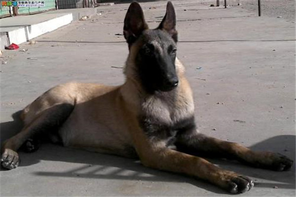 十大嗅觉猎犬排名 比利时的马林诺斯犬嗅觉非常灵敏676 / 作者:UFO爱好者 / 帖子ID:102325