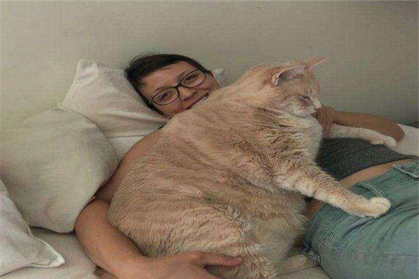 世界上最胖最重的猫 23公斤重的俄罗斯凯蒂（一直减肥）461 / 作者:UFO爱好者 / 帖子ID:94031