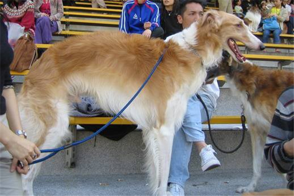 俄罗斯十大名犬 这些狗可以在俄罗斯地区称得上名次515 / 作者:UFO爱好者 / 帖子ID:93860