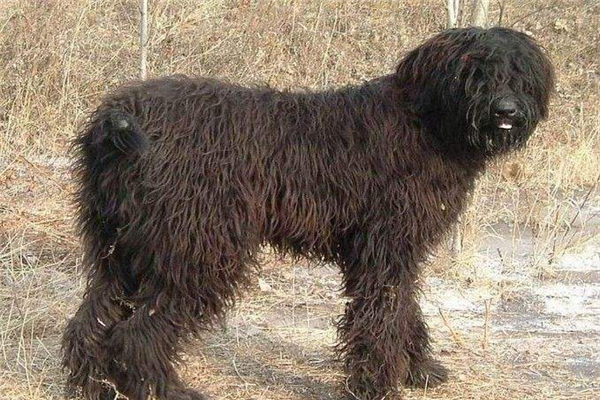 俄罗斯十大名犬 这些狗可以在俄罗斯地区称得上名次636 / 作者:UFO爱好者 / 帖子ID:93860