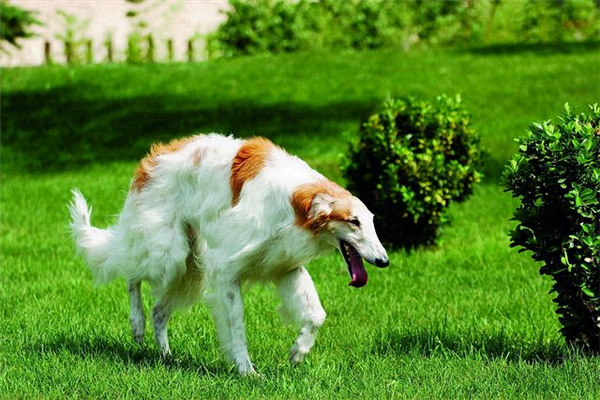 俄罗斯十大名犬 这些狗可以在俄罗斯地区称得上名次743 / 作者:UFO爱好者 / 帖子ID:93860