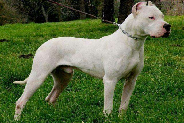 猎犬之王是什么 杜高犬（防范意识强相当凶猛）397 / 作者:UFO爱好者 / 帖子ID:102324