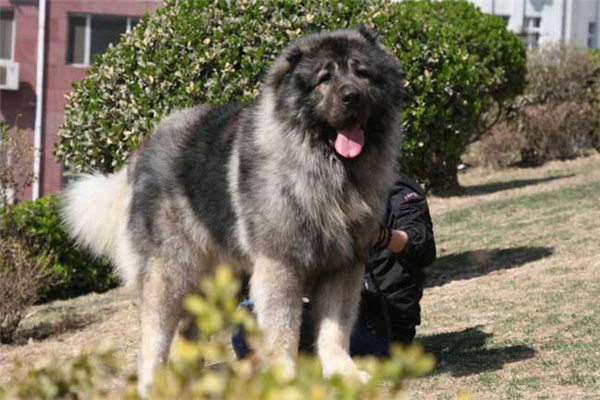 俄罗斯十大名犬 这些狗可以在俄罗斯地区称得上名次297 / 作者:UFO爱好者 / 帖子ID:93860