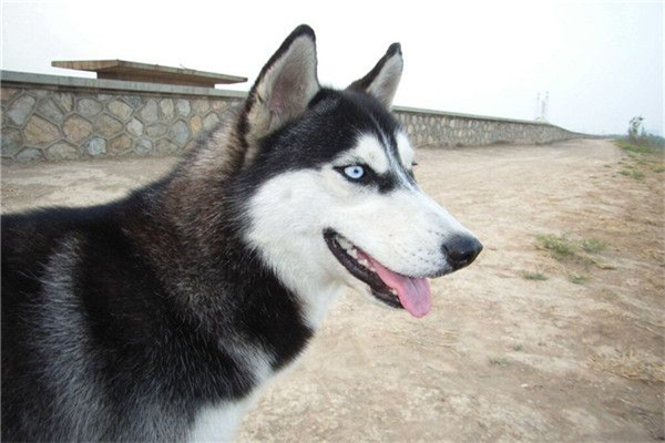 俄罗斯十大名犬 这些狗可以在俄罗斯地区称得上名次972 / 作者:UFO爱好者 / 帖子ID:93860