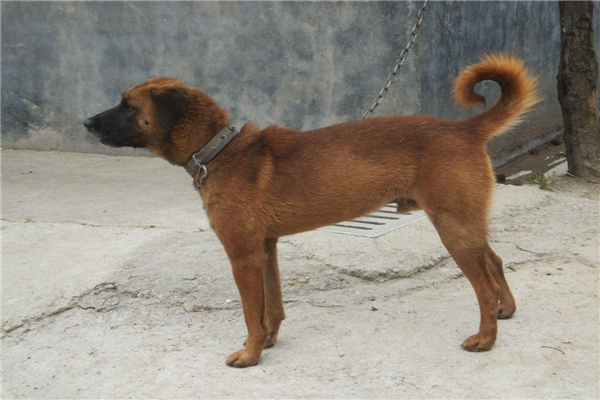 中国十大猎犬 这些猎犬相当凶猛是人民好帮手614 / 作者:UFO爱好者 / 帖子ID:94061
