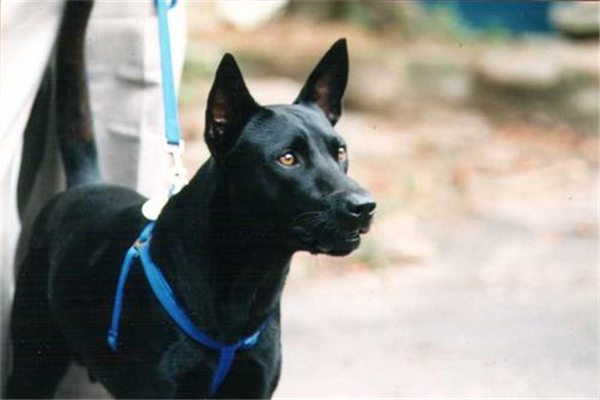 中国十大猎犬 这些猎犬相当凶猛是人民好帮手621 / 作者:UFO爱好者 / 帖子ID:94061