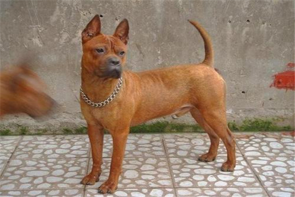 中国十大猎犬 这些猎犬相当凶猛是人民好帮手780 / 作者:UFO爱好者 / 帖子ID:94061