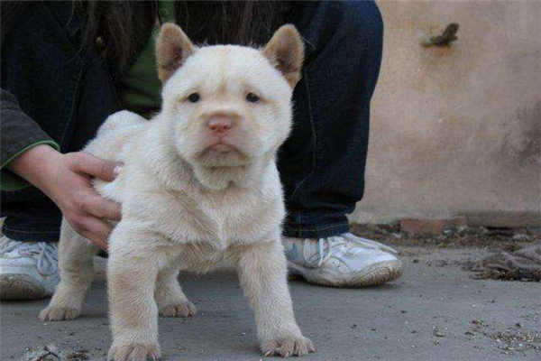 中国十大猎犬 这些猎犬相当凶猛是人民好帮手275 / 作者:UFO爱好者 / 帖子ID:94061