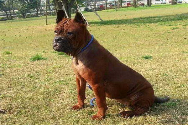 山区打猎最厉害的狗 川东猎犬（古老而稀有的犬种）643 / 作者:UFO爱好者 / 帖子ID:102330