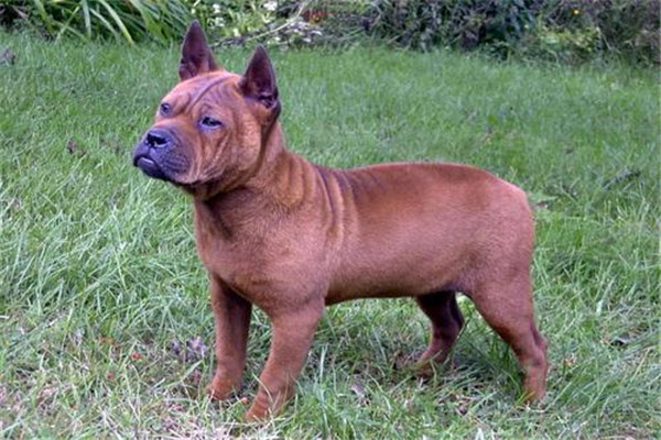 山区打猎最厉害的狗 川东猎犬（古老而稀有的犬种）579 / 作者:UFO爱好者 / 帖子ID:102330