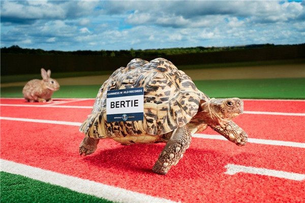 世界上爬行最快的乌龟 来自英国的Bertie（一般乌龟两倍）164 / 作者:UFO爱好者 / 帖子ID:94138
