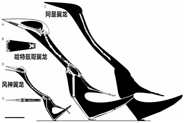 哈特兹哥翼龙 一种以恐龙为食的巨型翼龙（顶级掠食者）80 / 作者:UFO爱好者 / 帖子ID:102005