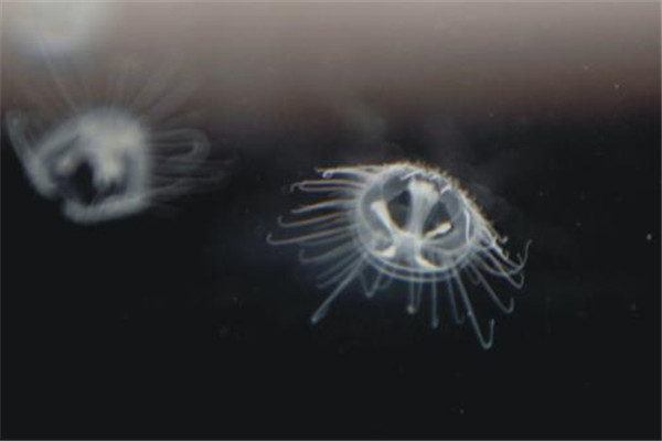 世界上最特别的水母是什么 桃花水母（外形像桃花一样）617 / 作者:UFO爱好者 / 帖子ID:94738