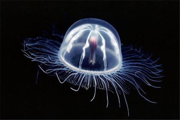 世界上最特别的水母是什么 桃花水母（外形像桃花一样）734 / 作者:UFO爱好者 / 帖子ID:94738
