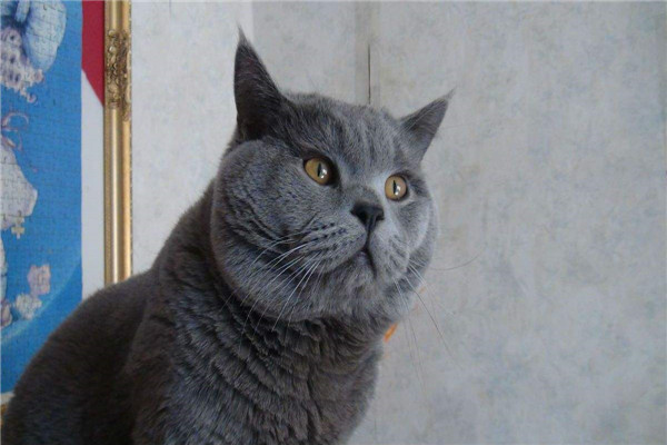 世界上最小的短毛家猫叫什么 Peebles（身长15厘米长）989 / 作者:UFO爱好者 / 帖子ID:94729