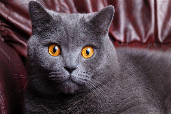 世界上最小的短毛家猫叫什么 Peebles（身长15厘米长）798 / 作者:UFO爱好者 / 帖子ID:94729