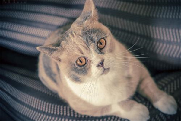 世界上最小的短毛家猫叫什么 Peebles（身长15厘米长）864 / 作者:UFO爱好者 / 帖子ID:94729