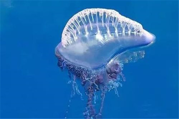 世界上最致命的水母是什么 死亡水母（毒性强烈）548 / 作者:UFO爱好者 / 帖子ID:94771