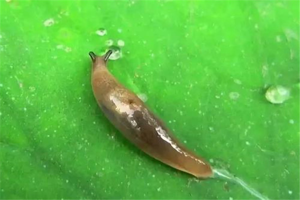 世界最恶心的鼻涕虫 蛞蝓（身上有透明粘液相当恶心）407 / 作者:UFO爱好者 / 帖子ID:94843