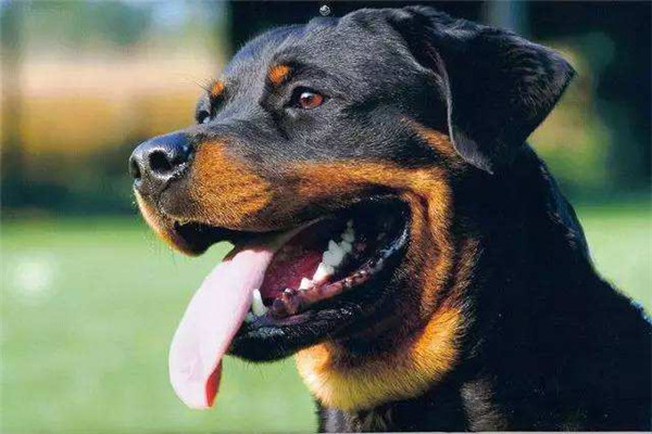 中国十大禁犬 土佐日本国宝比特犬战斗力太强容易伤人756 / 作者:UFO爱好者 / 帖子ID:102368