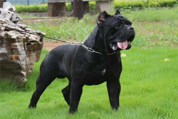 中国十大禁犬 土佐日本国宝比特犬战斗力太强容易伤人473 / 作者:UFO爱好者 / 帖子ID:102368