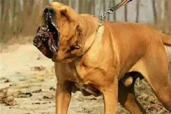 中国十大禁犬 土佐日本国宝比特犬战斗力太强容易伤人681 / 作者:UFO爱好者 / 帖子ID:102368