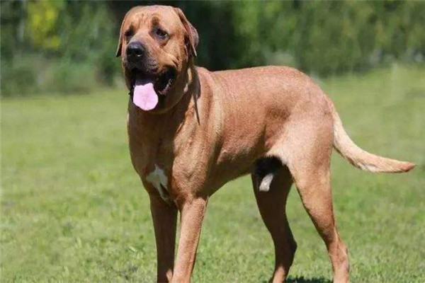 中国十大禁犬 土佐日本国宝比特犬战斗力太强容易伤人69 / 作者:UFO爱好者 / 帖子ID:102368