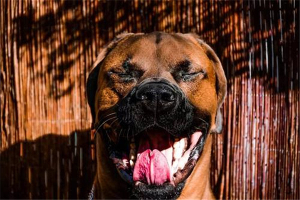 中国十大禁犬 土佐日本国宝比特犬战斗力太强容易伤人555 / 作者:UFO爱好者 / 帖子ID:102368