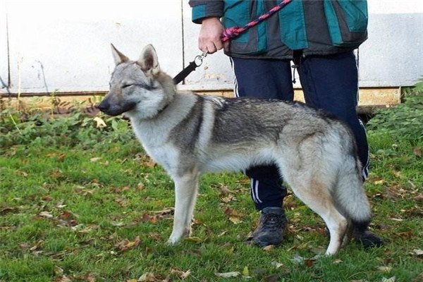 中国十大禁犬 土佐日本国宝比特犬战斗力太强容易伤人297 / 作者:UFO爱好者 / 帖子ID:102368