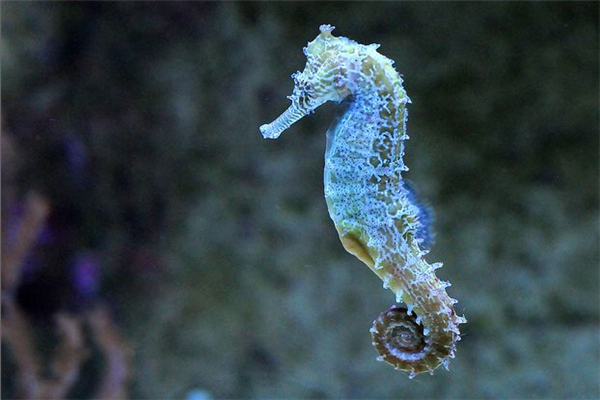 世界上最浪漫的十大生物 倭黑猩猩从一而终第一让人惊讶167 / 作者:UFO爱好者 / 帖子ID:94880