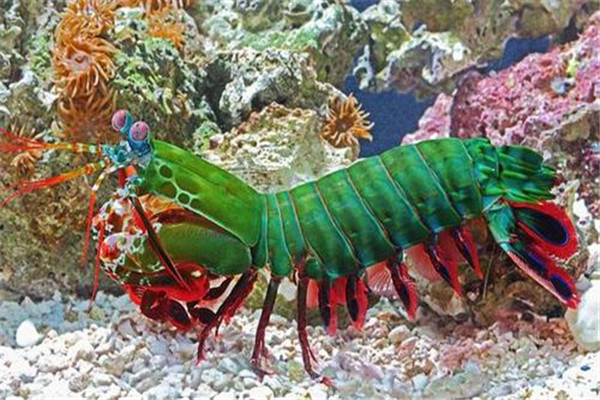 世界上最浪漫的十大生物 倭黑猩猩从一而终第一让人惊讶460 / 作者:UFO爱好者 / 帖子ID:94880