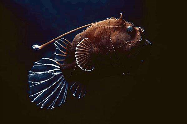 世界上最浪漫的十大生物 倭黑猩猩从一而终第一让人惊讶774 / 作者:UFO爱好者 / 帖子ID:94880