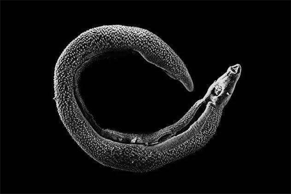世界上最浪漫的十大生物 倭黑猩猩从一而终第一让人惊讶951 / 作者:UFO爱好者 / 帖子ID:94880