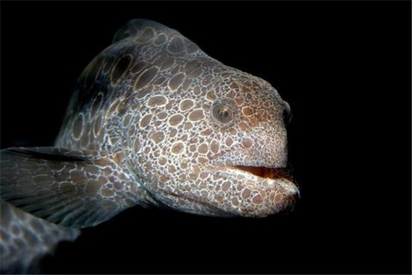 世界上最浪漫的十大生物 倭黑猩猩从一而终第一让人惊讶424 / 作者:UFO爱好者 / 帖子ID:94880