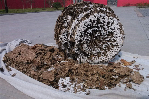 世界上最大的蚂蜂窝是在哪发现的 中国北京市房山区301 / 作者:UFO爱好者 / 帖子ID:93591