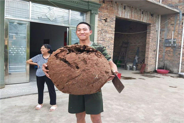 世界上最大的蚂蜂窝是在哪发现的 中国北京市房山区696 / 作者:UFO爱好者 / 帖子ID:93591