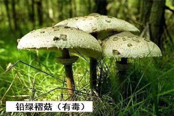 世界上最毒的十种蘑菇 毁灭天使菌有强大的毁灭性101 / 作者:UFO爱好者 / 帖子ID:91592