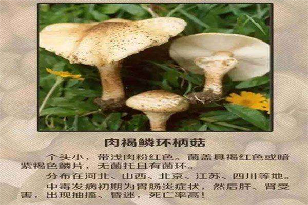 世界上最毒的十种蘑菇 毁灭天使菌有强大的毁灭性389 / 作者:UFO爱好者 / 帖子ID:91592