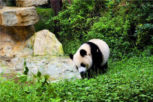 世界上最萌动物 熊猫（中国国宝远古时期生物）171 / 作者:UFO爱好者 / 帖子ID:91625