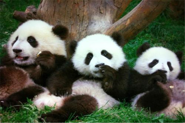 世界上最萌动物 熊猫（中国国宝远古时期生物）123 / 作者:UFO爱好者 / 帖子ID:91625